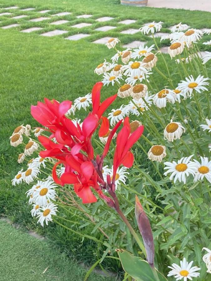 Apartamento turístico cerca Aranda de Duero La Ren Lecrés Vadocondes Esterno foto